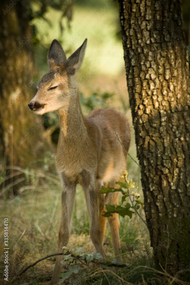 Fototapeta premium Portrait de petits chevreuils au milieu d'une foret en Europe durant l'été.