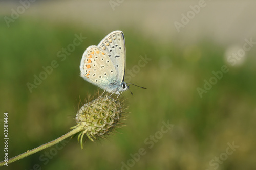 Wallpaper Mural Common Blue or Polyommatus icarus, Small blue butterfly in nature Torontodigital.ca