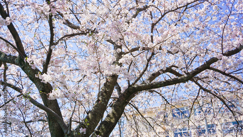 Fototapeta premium 公園に咲き乱れる桜