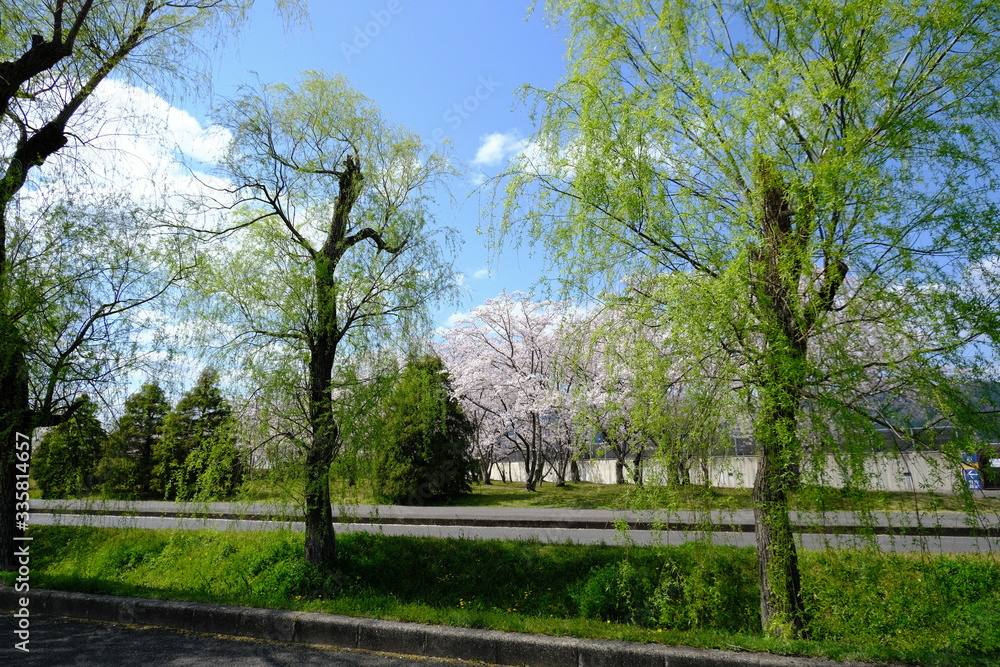 Obraz premium 桜～運動公園～