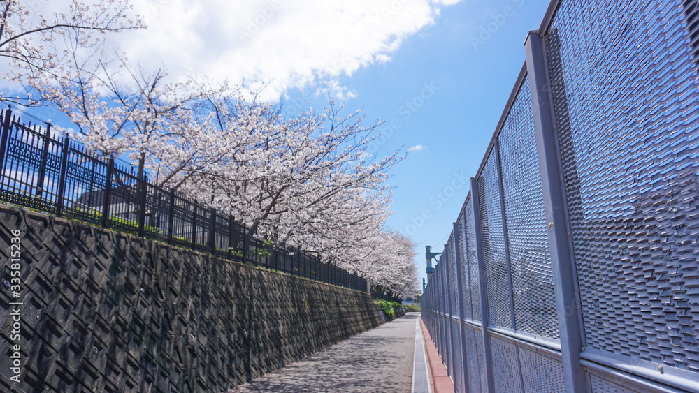 線路沿いの道に咲き乱れる桜と青空と雲