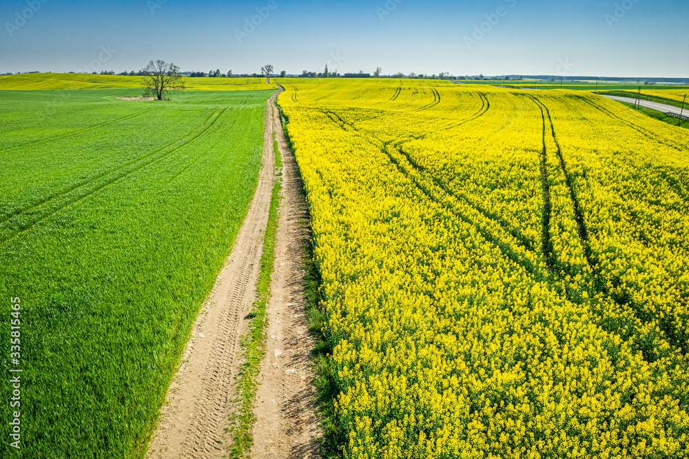 Aerial view of Yellow and green rape fields in Poland