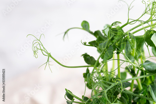 then if in pot of white background young peas forgiven macro micro-greens