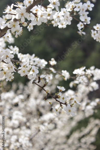 Spring © Nursultan