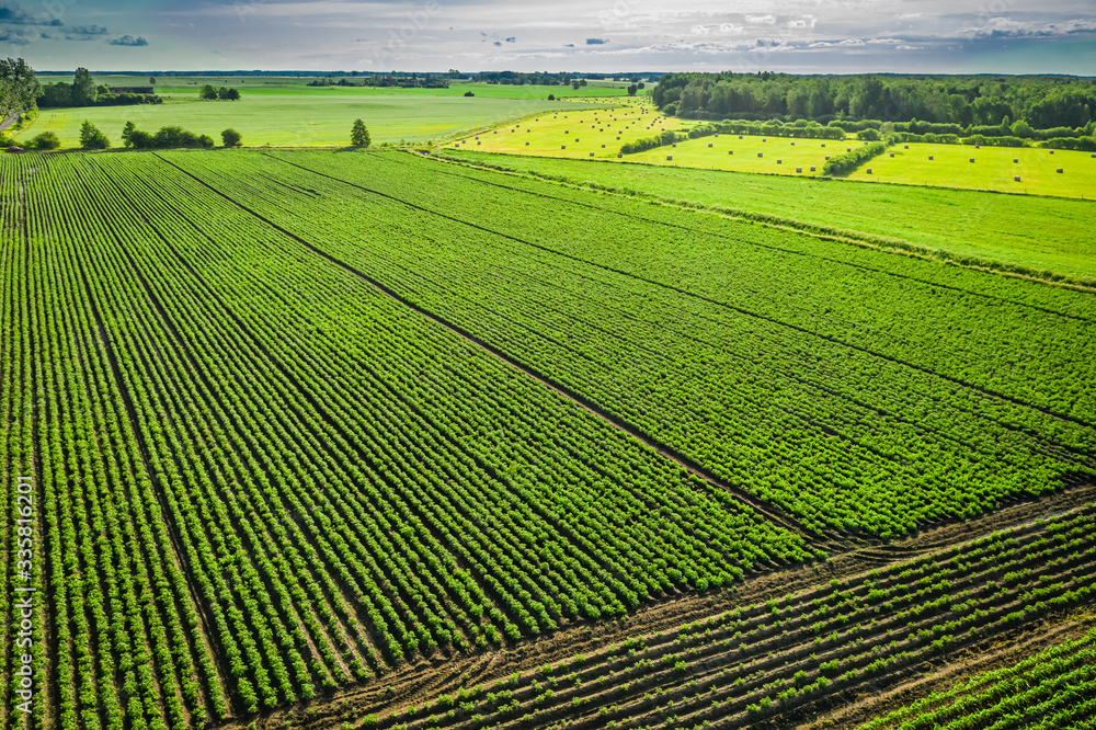 Green potato field in sunny day, aerial view