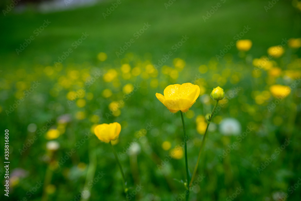 Obraz premium Close up cute yellow flower on blurred fresh green field background , copy space , wallpaper