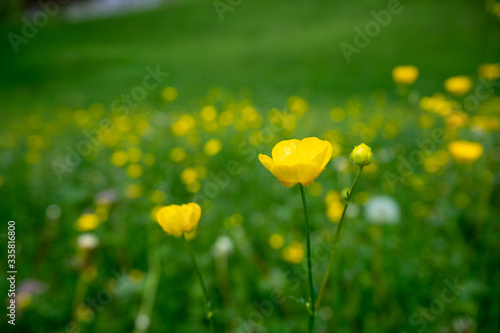 Close up cute yellow flower on blurred fresh green field background   copy space   wallpaper