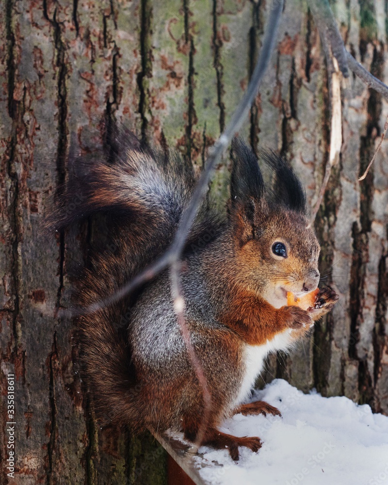 squirrel squirrel