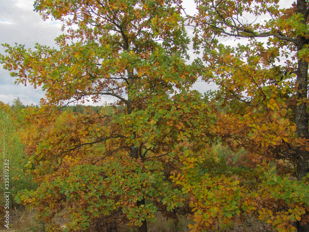 oak tree in autumn forest