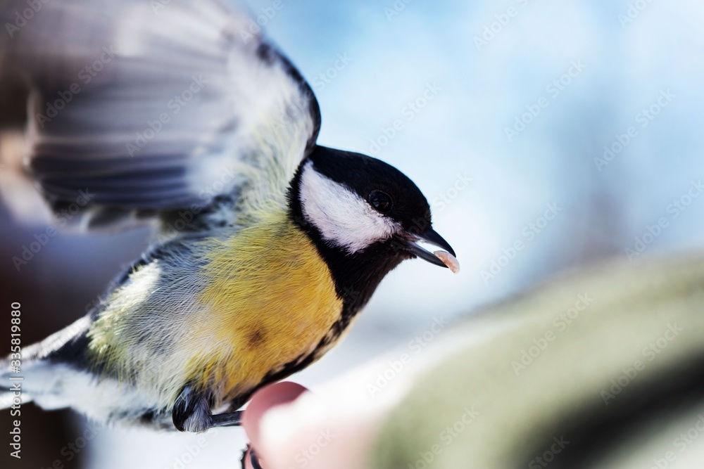 Fototapeta premium Tits