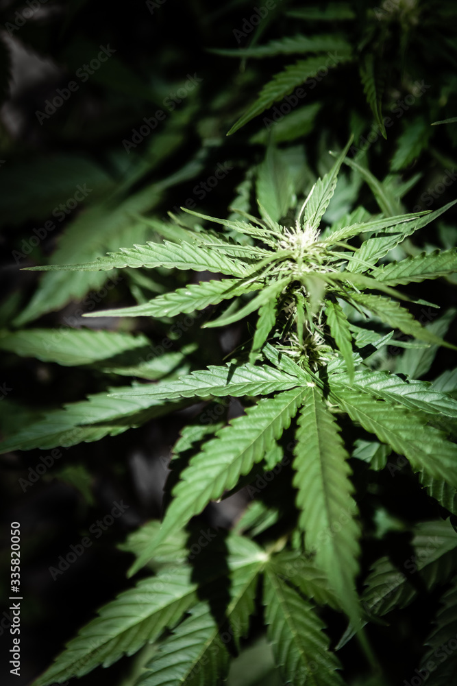 Cannabis female plant, flowering period Cannabis female plant, flowering period