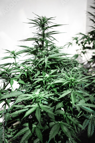 Cannabis female plant  flowering period