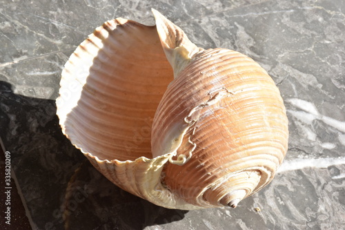 Obraz na płótnie Tonna galea. Conchiglia di un mollusco gasteropodi più grande del Mediterraneo, 25 cm di lunghezza. Sicilia w salonie