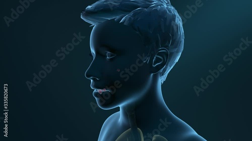 Coronavirus, inflammation of the lungs, droplet transmission through mouth, nose or eyes, infection route of viral respiratory disease, 3d educational animation