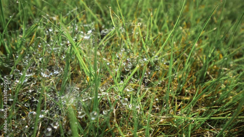 spring meadow with green grass and white spider web spring meadow with green grass and white spider web