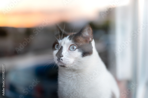 gato blanco y negro de ojos azules, se asoma a la ventana donde se refleja la puesta de sol