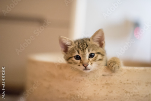 Cute kitten © Ozkan Ozmen