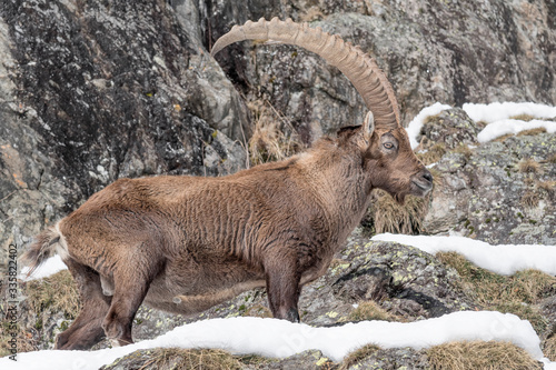 Alpine ibex on the rock (Capra ibex)