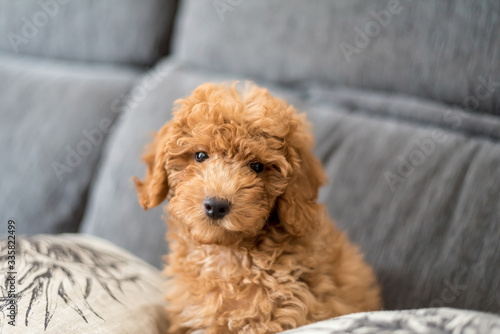 Cute poodle puppy