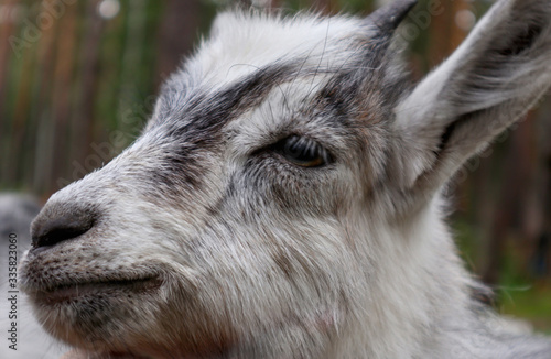 Young cute goat. Portrait of farming pet. Closeup face and head of a livestock. Color image of animal outdoor.