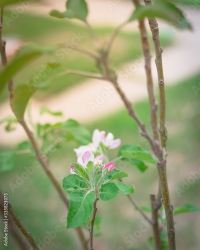 Close-up Apple flower and buds blooming on young homegrown Fuji apple plant