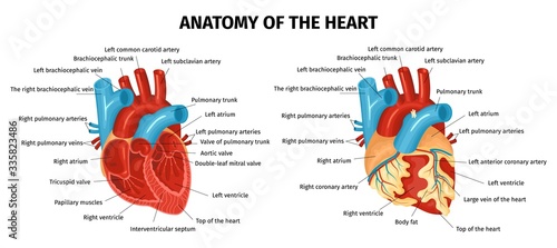 Anatomy Heart Set