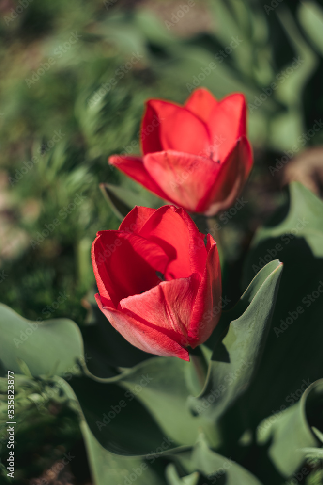 two red tulips bloomed in the garden two red tulips bloomed in the garden