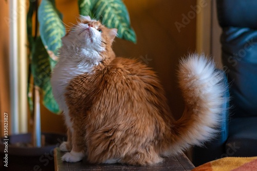 Beautiful orange furry cat sitting on a wooden chair inside the apartment