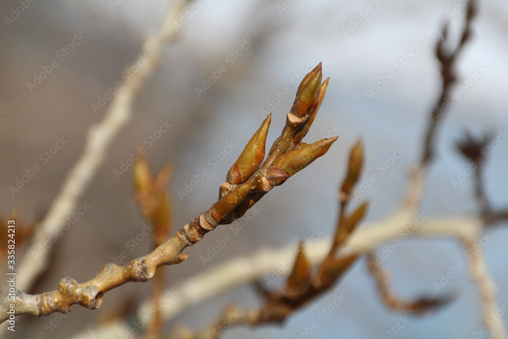 Tree Buds Getting Bigger, Gold Bar Park, Edmonton, Alberta Tree Buds Getting Bigger, Gold Bar Park, Edmonton, Alberta