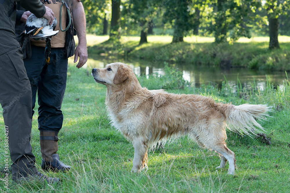 Two unrecognisable hunters with yellow golden retriever standing in a field