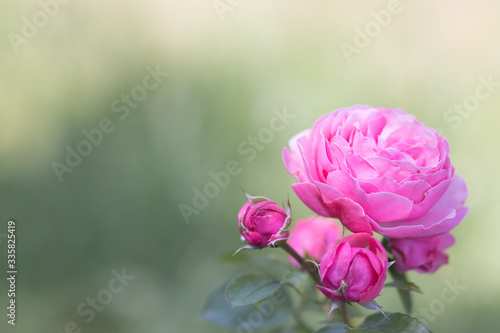 Very beautiful and gently pink rose flower damask on the background with blurry focus. photo