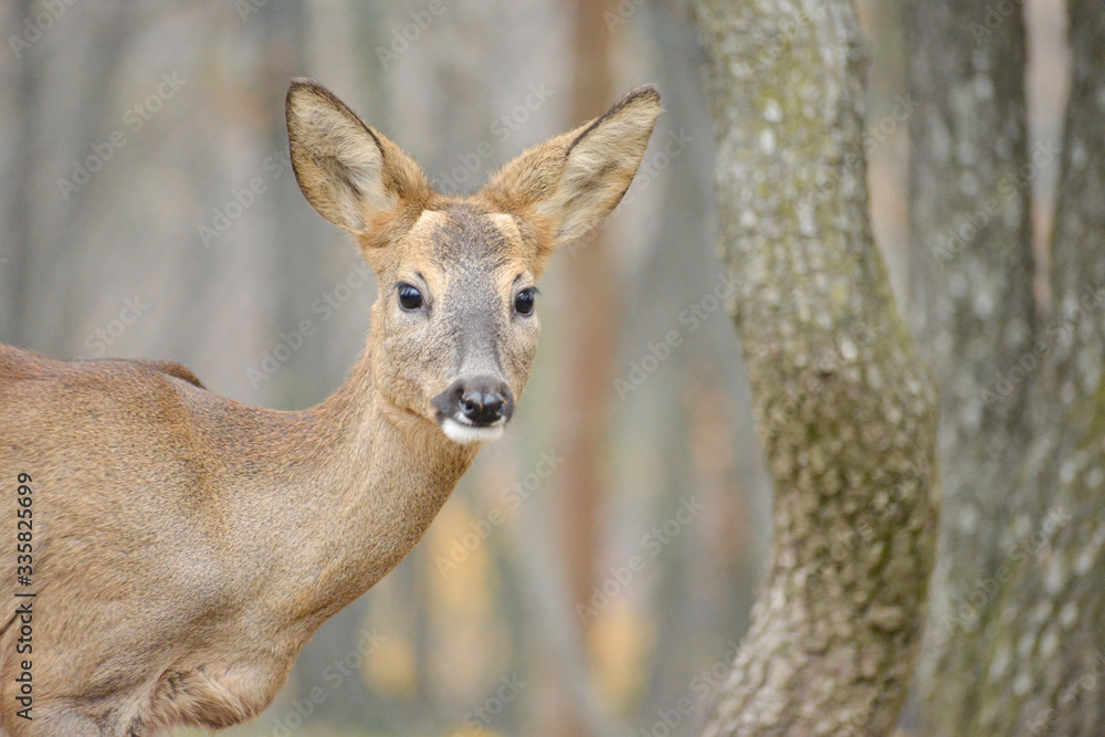 Portrait de petits chevreuils au milieu d'une foret en Europe durant l'été. Portrait de petits chevreuils au milieu d'une foret en Europe durant l'été.