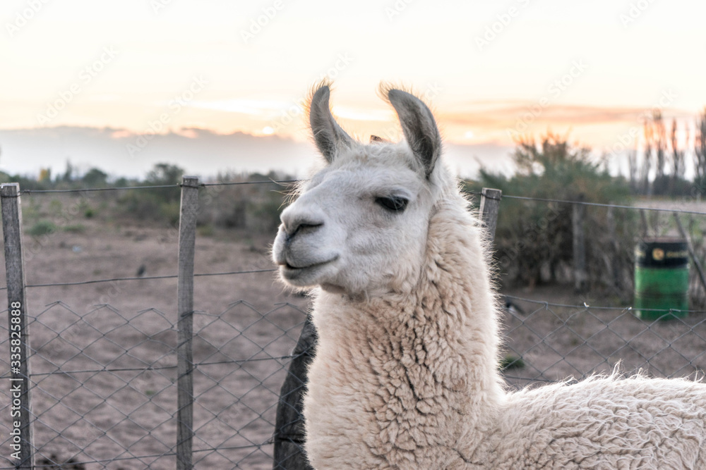 Obraz premium Llama farm in Argentina