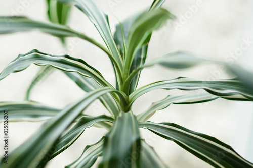 Wallpaper Mural Close-up of a plant and its leaves Torontodigital.ca
