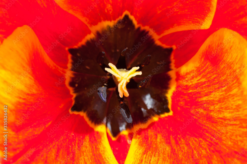 Close-up shot of a tulip with red-yellow petals. Background for flowers, spring flowering and floriculture. Close-up shot of a tulip with red-yellow petals. Background for flowers, spring flowering and floriculture.