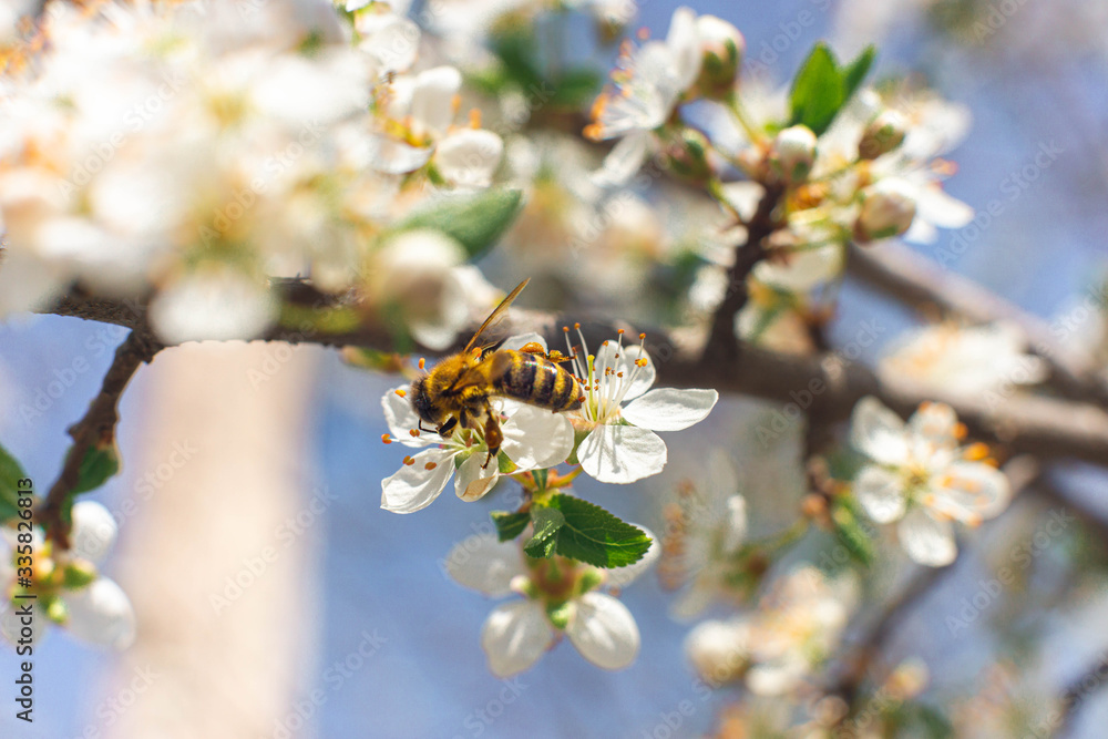 Bee. The bee collects nectar on bright white flowers. Macro horizontal photography. World bee day. Bee. The bee collects nectar on bright white flowers. Macro horizontal photography. World bee day.