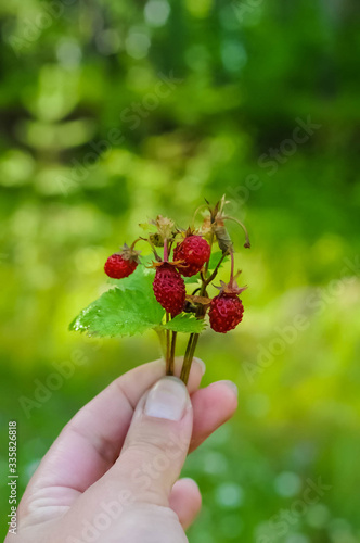 wild red wild strawberries in a woman's hand in summer on a bright green background. vertical photo