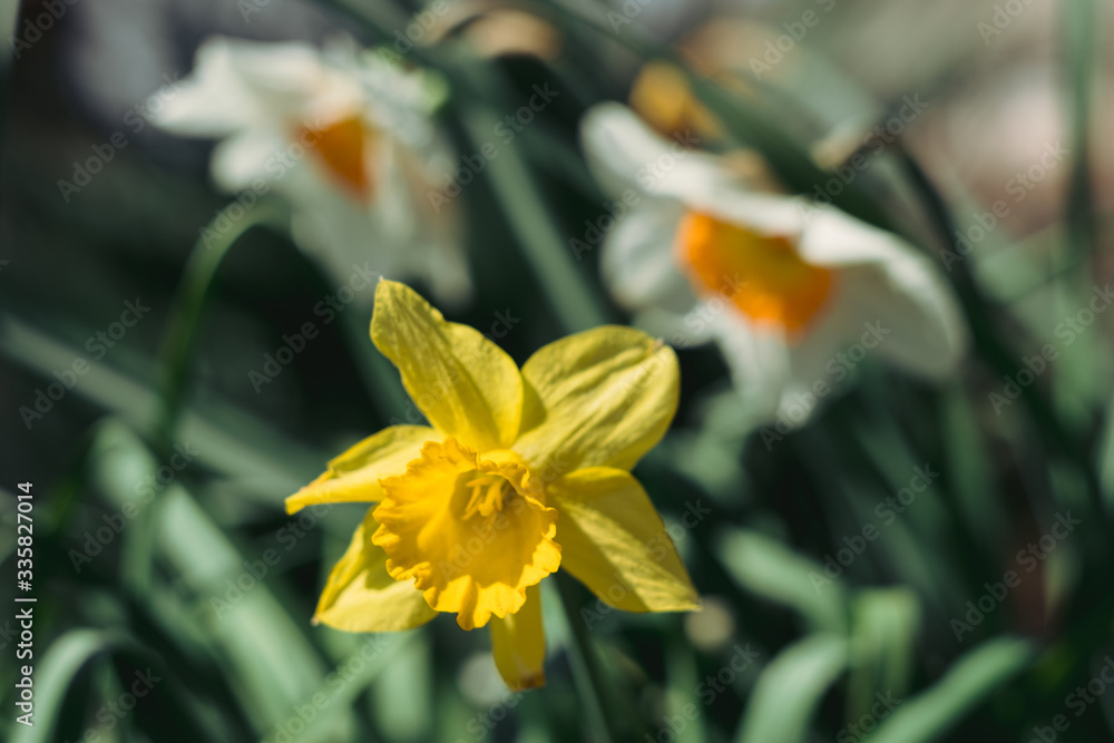 beautiful white and yellow daffodils have bloomed and smell. beautiful white and yellow daffodils have bloomed and smell.