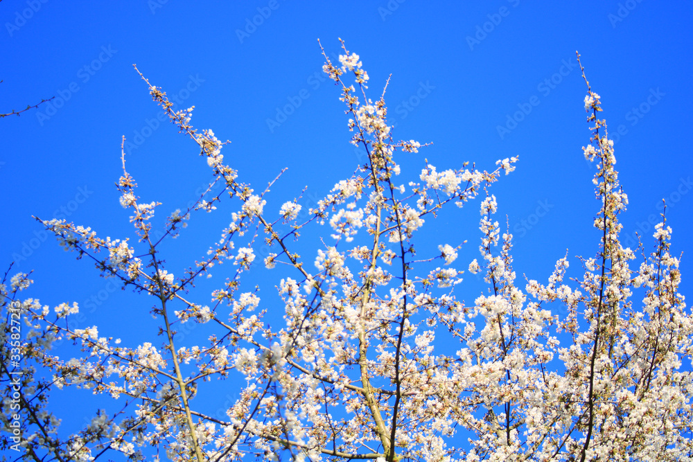 White flowers in the countryside with sunlight. Closeup on a branch of cherry blossoms. Prunus serrulata. Sakura, ornamental cherry trees of Japan. Blue sky in the background. White flowers in the countryside with sunlight. Closeup on a branch of cherry blossoms. Prunus serrulata. Sakura, ornamental cherry trees of Japan. Blue sky in the background.
