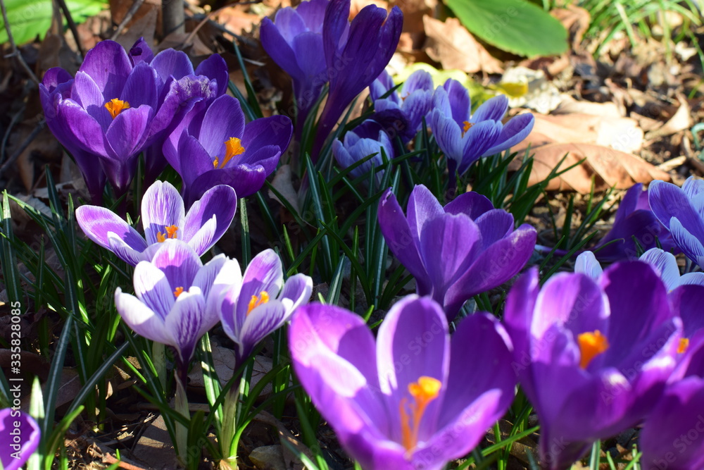 Crocus fleur mauve safran