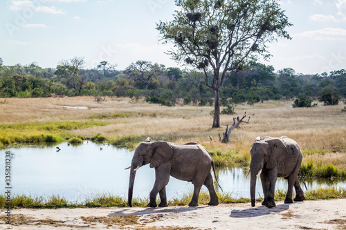 Two young African bush elephant on lakeside in Kruger National park  South Africa   Specie Loxodonta africana family of Elephantidae