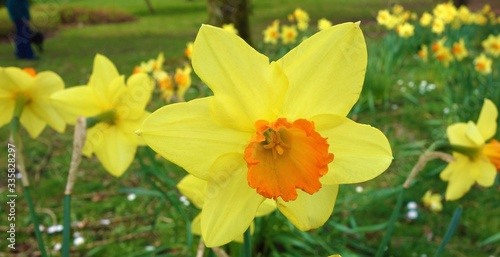 daffodils in spring