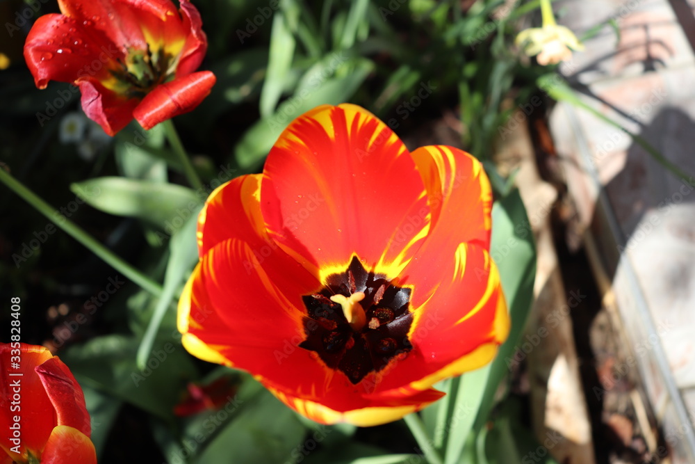 Tulipes bicolores rouge et jaune au printemps - Département du Rhône - France Tulipes bicolores rouge et jaune au printemps - Département du Rhône - France