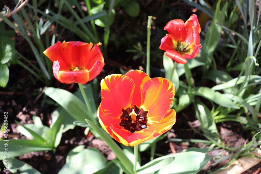 Tulipes bicolores rouge et jaune au printemps - Département du Rhône - France Tulipes bicolores rouge et jaune au printemps - Département du Rhône - France