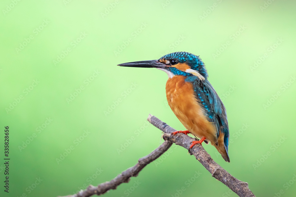Image of common kingfisher (Alcedo atthis) perched on a branch on nature background. Bird. Animals. Image of common kingfisher (Alcedo atthis) perched on a branch on nature background. Bird. Animals.