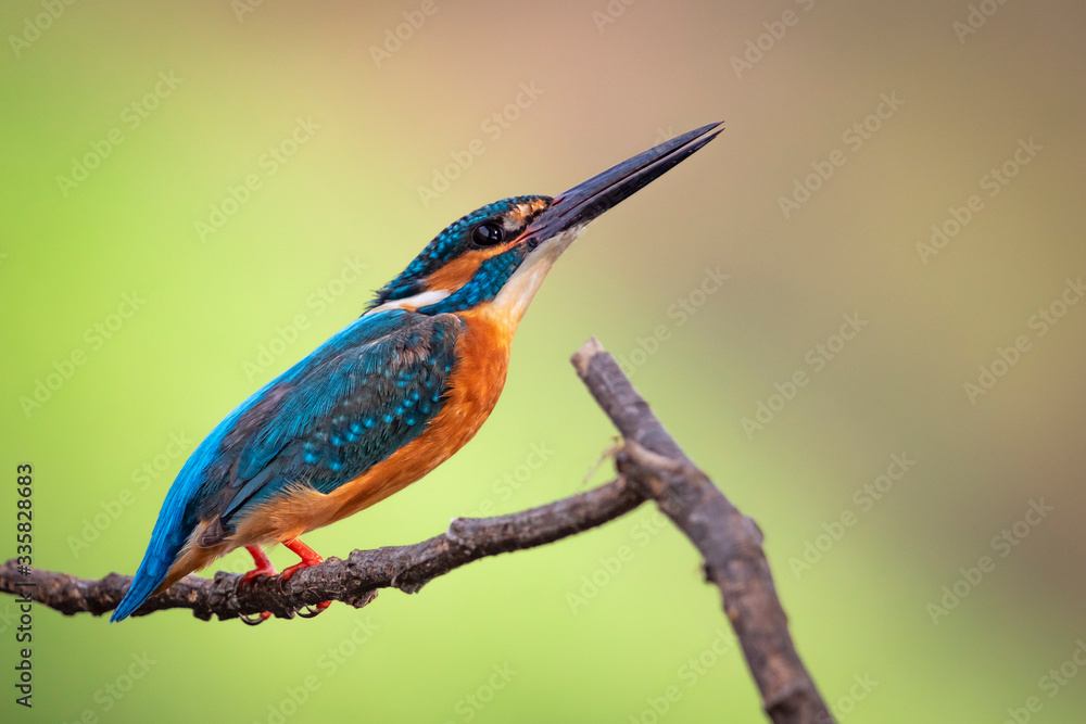 Image of common kingfisher (Alcedo atthis) perched on a branch on nature background. Bird. Animals. Image of common kingfisher (Alcedo atthis) perched on a branch on nature background. Bird. Animals.