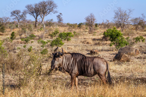 Blue wildebeest in savannah scenery in Kruger National park  South Africa   Specie Connochaetes taurinus family of Bovidae