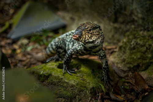 Tegu commun (largarto overo) en Argentine