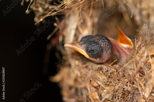 Image of baby birds are waiting for the mother to feed in the bird s nest on nature background. Bird. Animals.