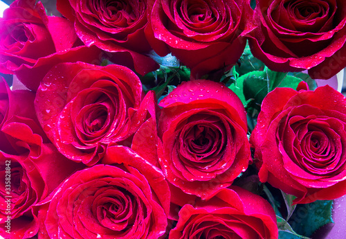 background of many red roses with water drops